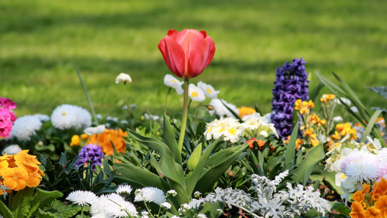 Blomstrende tulipaner i en solrik vårhage