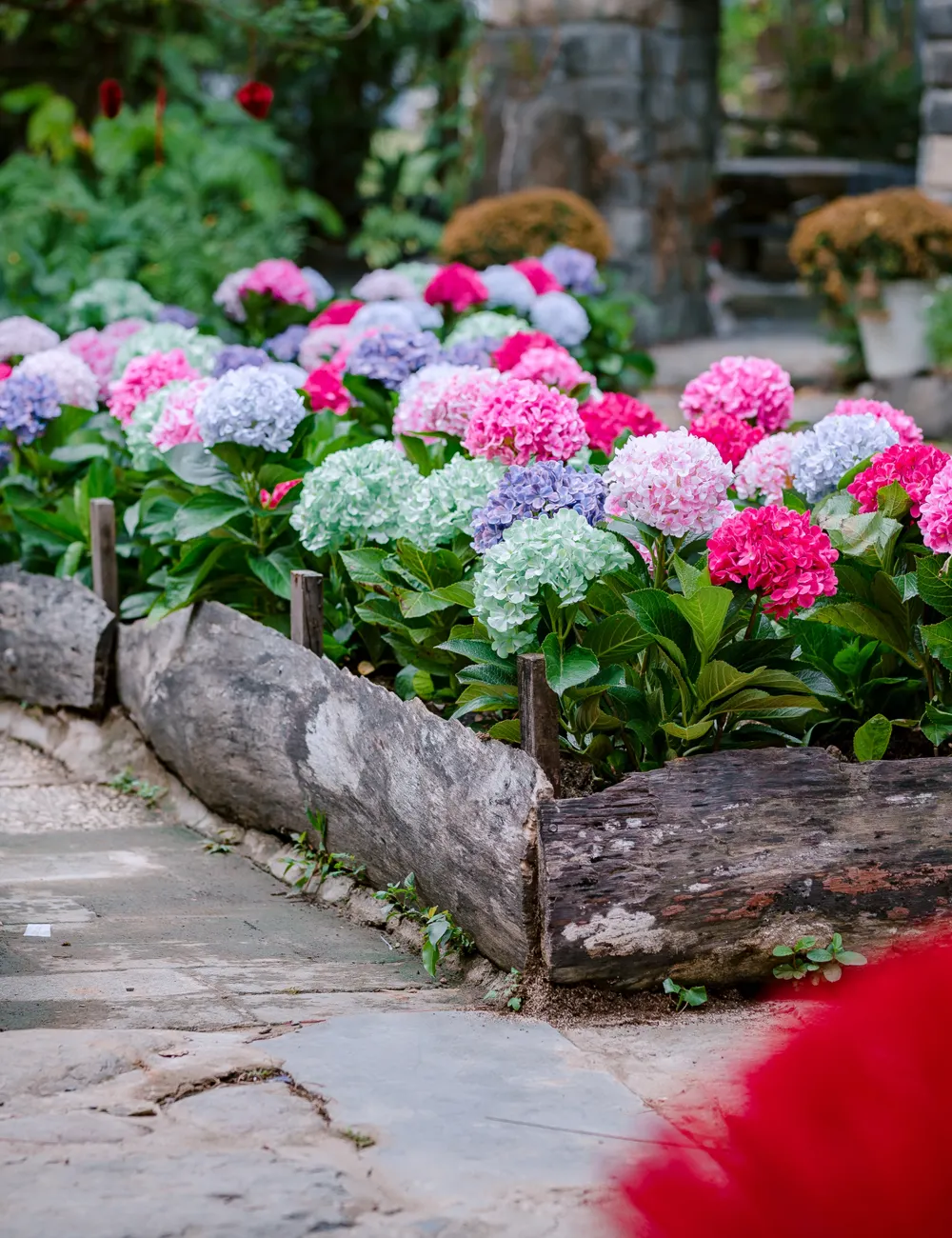 Blomstrende hortensia i et hagebed
