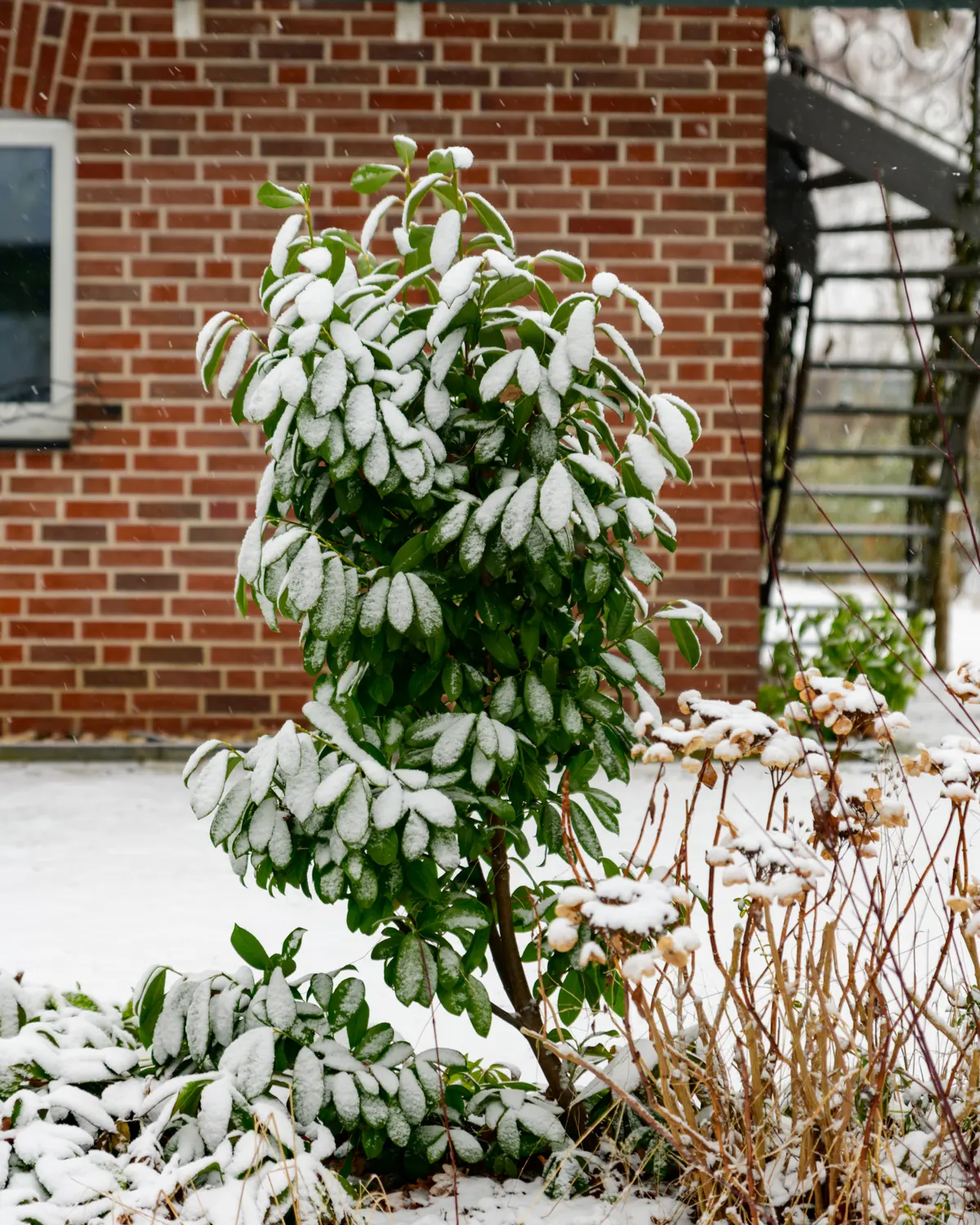 Grønn busk med snø på bladene foran et murhus